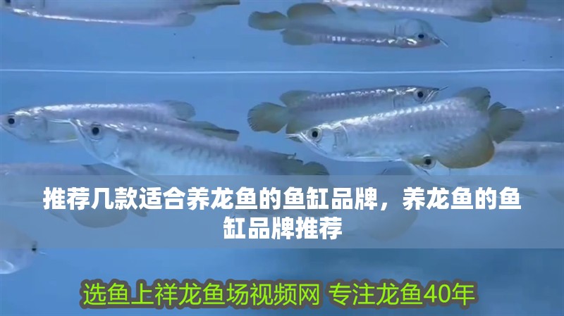 推薦幾款適合養龍魚的魚缸品牌，養龍魚的魚缸品牌推薦