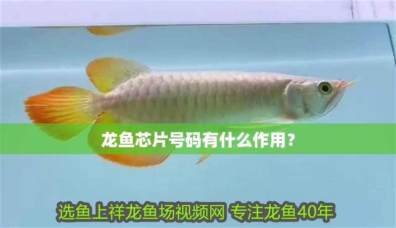 龍魚芯片號(hào)碼有什么作用？