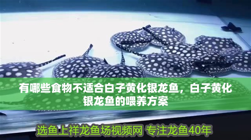 有哪些食物不適合白子黃化銀龍魚，白子黃化銀龍魚的喂養(yǎng)方案