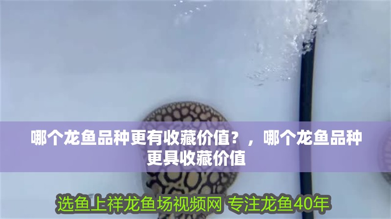 哪個(gè)龍魚品種更有收藏價(jià)值？，哪個(gè)龍魚品種更具收藏價(jià)值