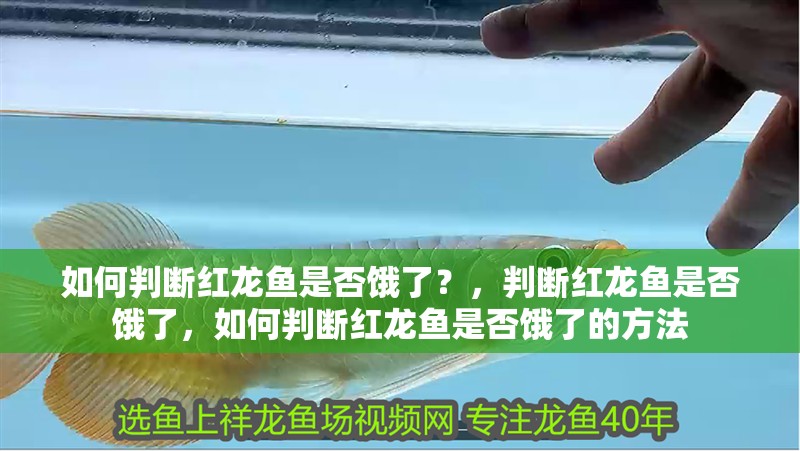 如何判斷紅龍魚是否餓了？，判斷紅龍魚是否餓了，如何判斷紅龍魚是否餓了的方法
