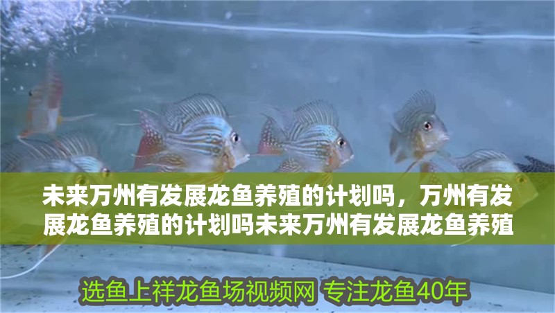 未來萬州有發展龍魚養殖的計劃嗎，萬州有發展龍魚養殖的計劃嗎未來萬州有發展龍魚養殖的計劃嗎