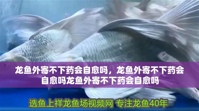 龍魚外寄不下藥會自愈嗎,龍魚外寄不下藥會自愈嗎龍魚外寄不下藥會自愈嗎