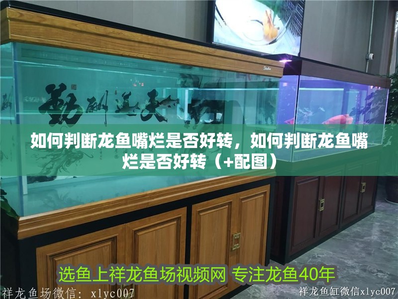 如何判斷龍魚嘴爛是否好轉，如何判斷龍魚嘴爛是否好轉（+配圖）