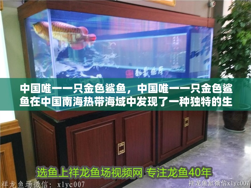 中國唯一一只金色鯊魚，中國唯一一只金色鯊魚在中國南海熱帶海域中發現了一種獨特的生物