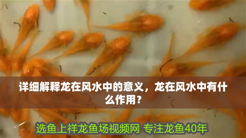 詳細解釋龍在風水中的意義，龍在風水中有什么作用？
