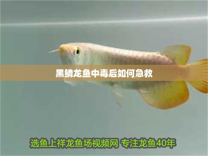 黑鱗龍魚中毒后如何急救