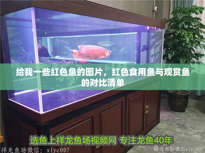 給我一些紅色魚的圖片，紅色食用魚與觀賞魚的對比清單