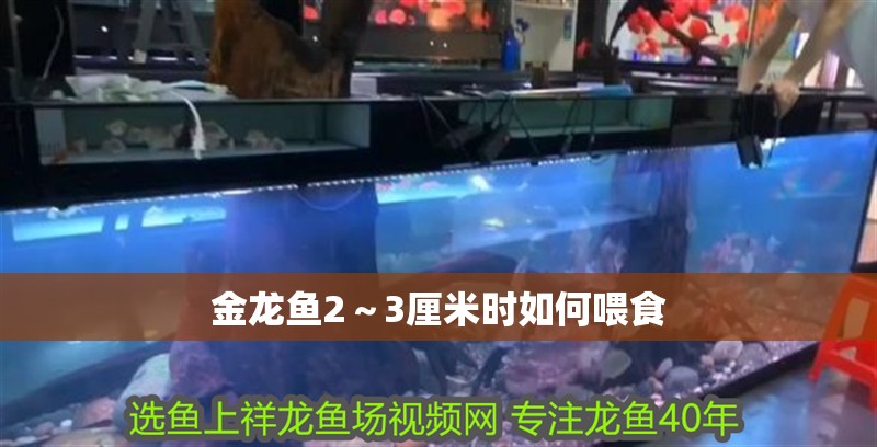 金龍魚2～3厘米時如何喂食