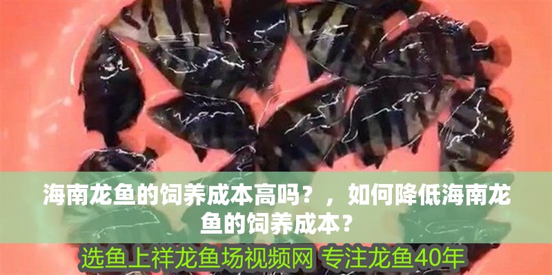 海南龍魚的飼養成本高嗎？，如何降低海南龍魚的飼養成本？