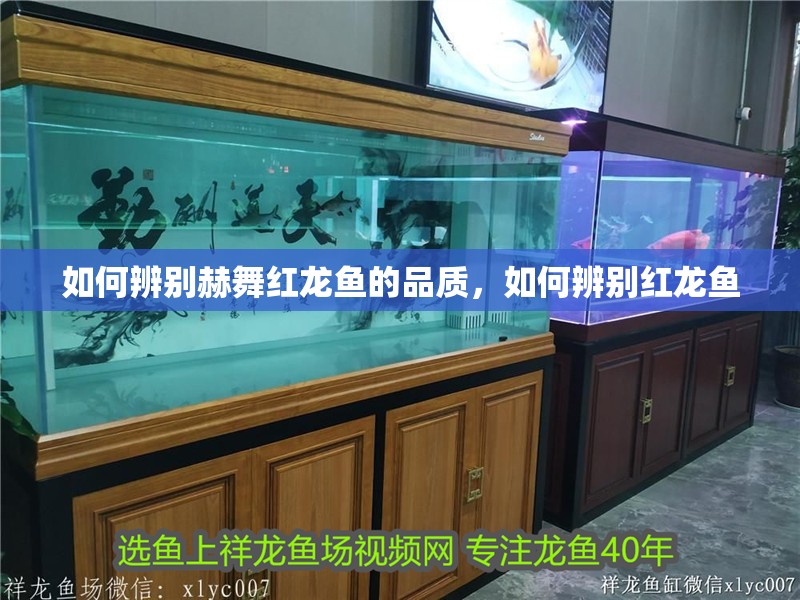 如何辨別赫舞紅龍魚的品質，如何辨別紅龍魚