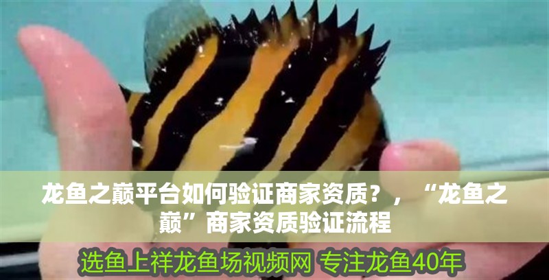 龍魚之巔平臺如何驗證商家資質？，“龍魚之巔”商家資質驗證流程