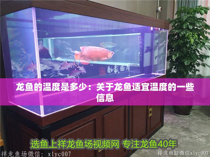 龍魚(yú)的溫度是多少：關(guān)于龍魚(yú)適宜溫度的一些信息