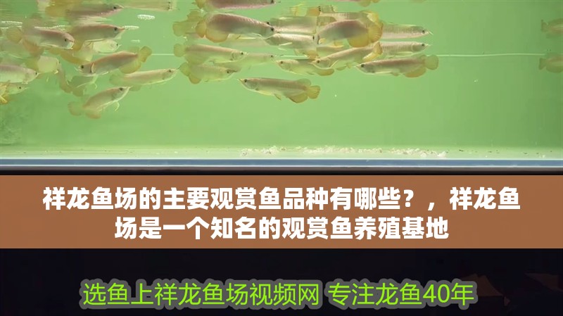 祥龍魚場的主要觀賞魚品種有哪些？，祥龍魚場是一個知名的觀賞魚養殖基地