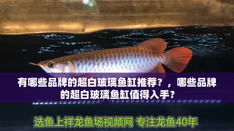 有哪些品牌的超白玻璃魚缸推薦?,哪些品牌的超白玻璃魚缸值得入手?