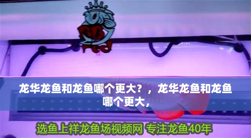 龍華龍魚和龍魚哪個更大？，龍華龍魚和龍魚哪個更大，