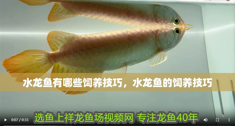 水龍魚有哪些飼養技巧,水龍魚的飼養技巧