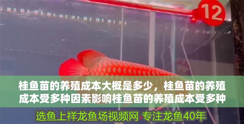 桂魚苗的養(yǎng)殖成本大概是多少，桂魚苗的養(yǎng)殖成本受多種因素影響桂魚苗的養(yǎng)殖成本受多種因素影響