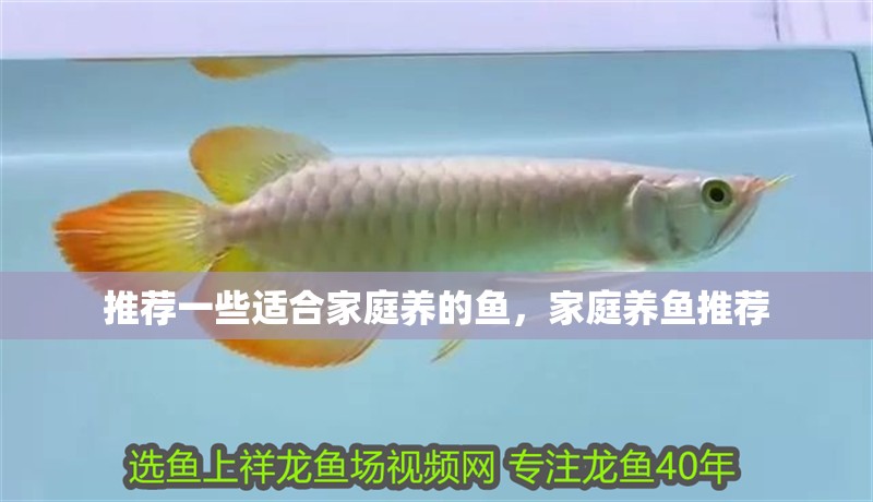 推薦一些適合家庭養(yǎng)的魚，家庭養(yǎng)魚推薦