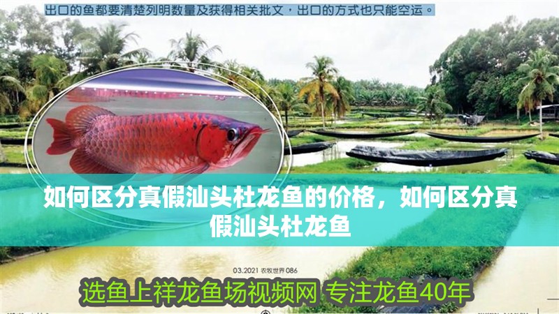 如何區分真假汕頭杜龍魚的價格，如何區分真假汕頭杜龍魚