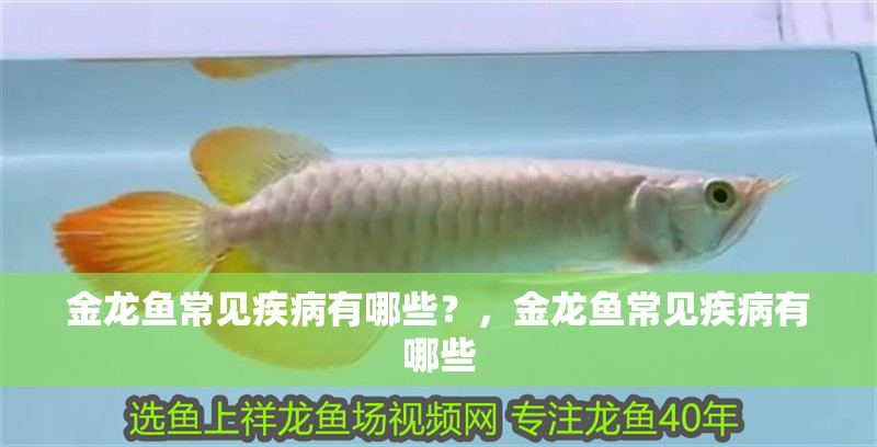 金龍魚常見疾病有哪些？，金龍魚常見疾病有哪些