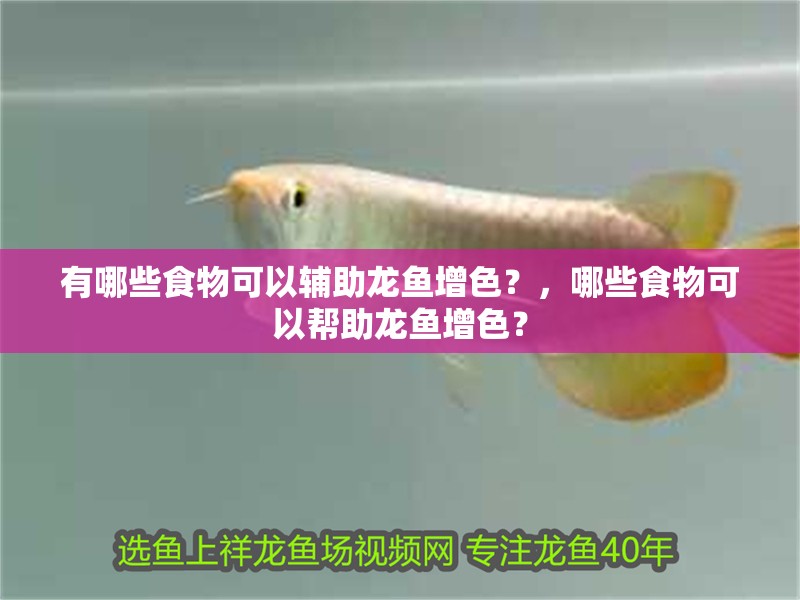 有哪些食物可以輔助龍魚增色？，哪些食物可以幫助龍魚增色？