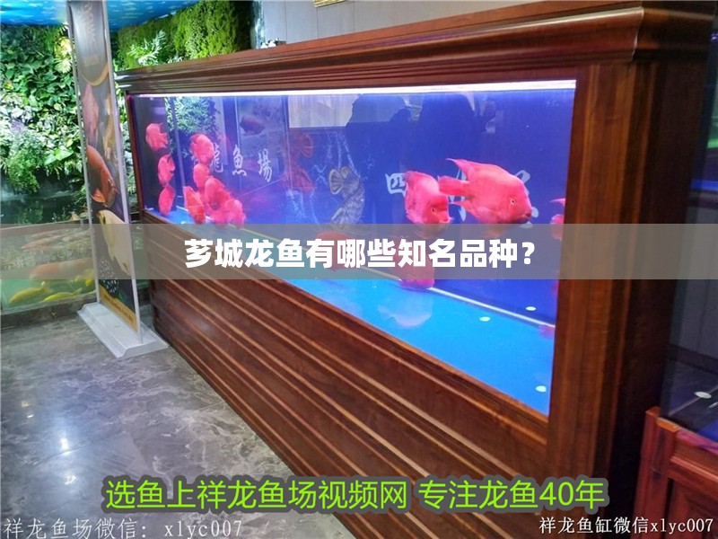 薌城龍魚有哪些知名品種？