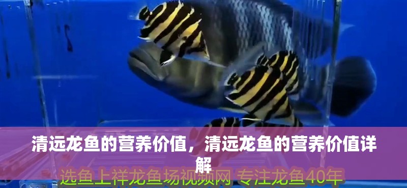 清遠龍魚的營養價值，清遠龍魚的營養價值詳解