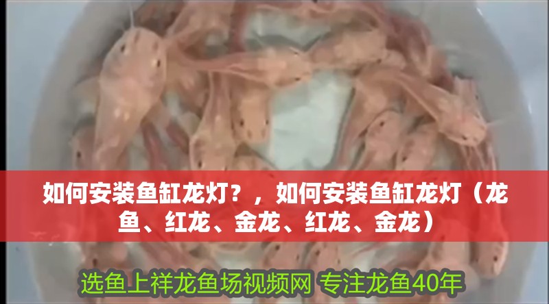 如何安裝魚缸龍燈？，如何安裝魚缸龍燈（龍魚、紅龍、金龍、紅龍、金龍）