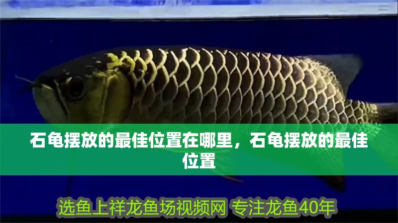 石龜擺放的最佳位置在哪里，石龜擺放的最佳位置