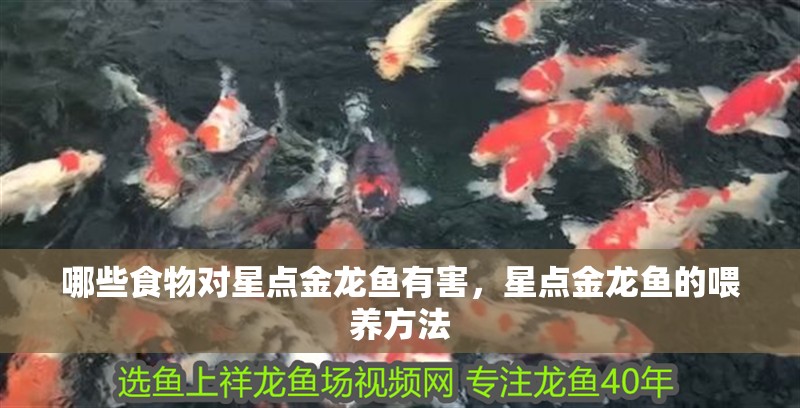 哪些食物對星點(diǎn)金龍魚有害，星點(diǎn)金龍魚的喂養(yǎng)方法