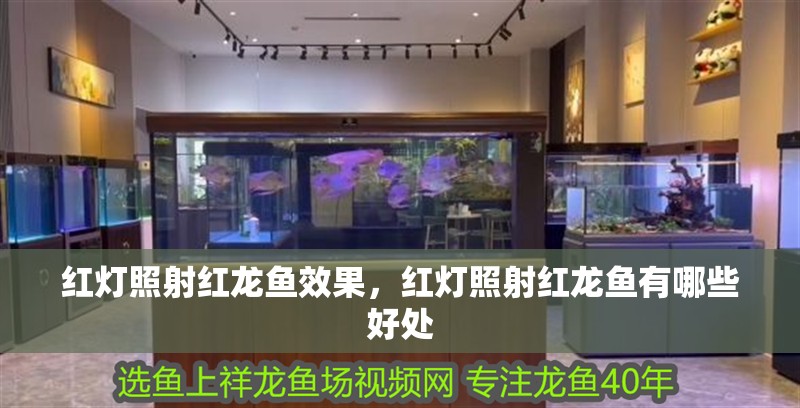 紅燈照射紅龍魚效果，紅燈照射紅龍魚有哪些好處