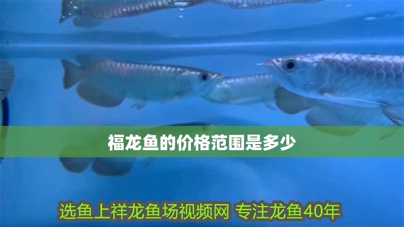 福龍魚的價格范圍是多少
