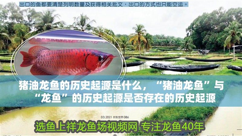 豬油龍魚的歷史起源是什么，“豬油龍魚”與“龍魚”的歷史起源是否存在的歷史起源