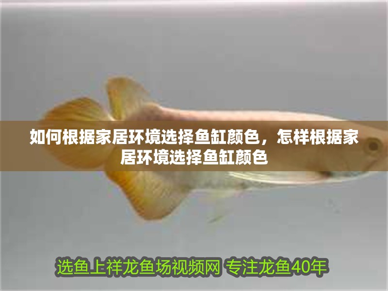 如何根據家居環境選擇魚缸顏色，怎樣根據家居環境選擇魚缸顏色