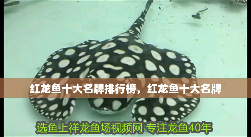 紅龍魚十大名牌排行榜，紅龍魚十大名牌