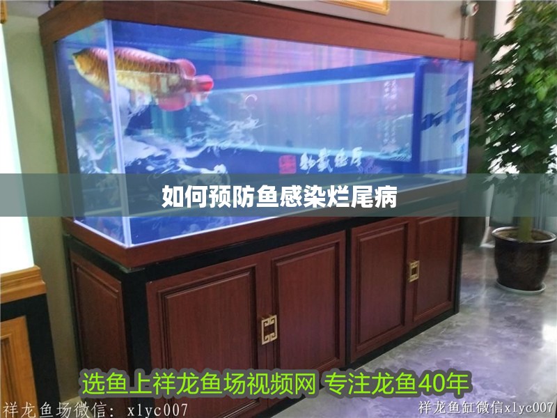 如何預防魚感染爛尾病