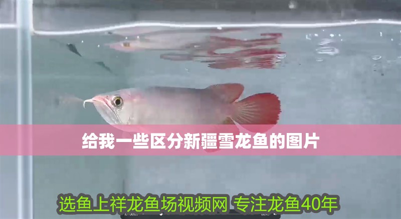 給我一些區分新疆雪龍魚的圖片