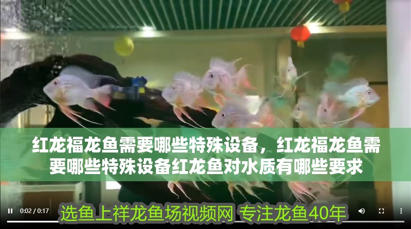紅龍福龍魚需要哪些特殊設備，紅龍福龍魚需要哪些特殊設備紅龍魚對水質有哪些要求