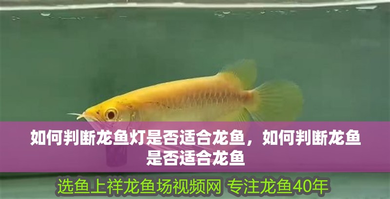 如何判斷龍魚(yú)燈是否適合龍魚(yú)，如何判斷龍魚(yú)是否適合龍魚(yú)