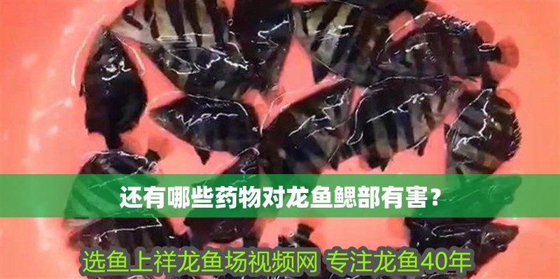 還有哪些藥物對(duì)龍魚(yú)鰓部有害？