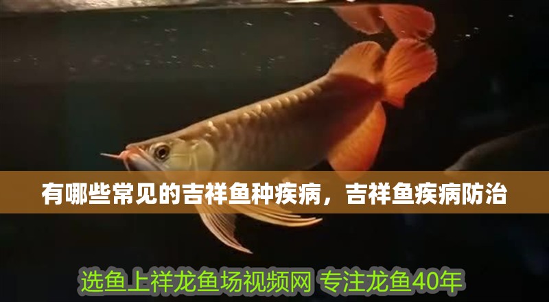 有哪些常見(jiàn)的吉祥魚(yú)種疾病，吉祥魚(yú)疾病防治