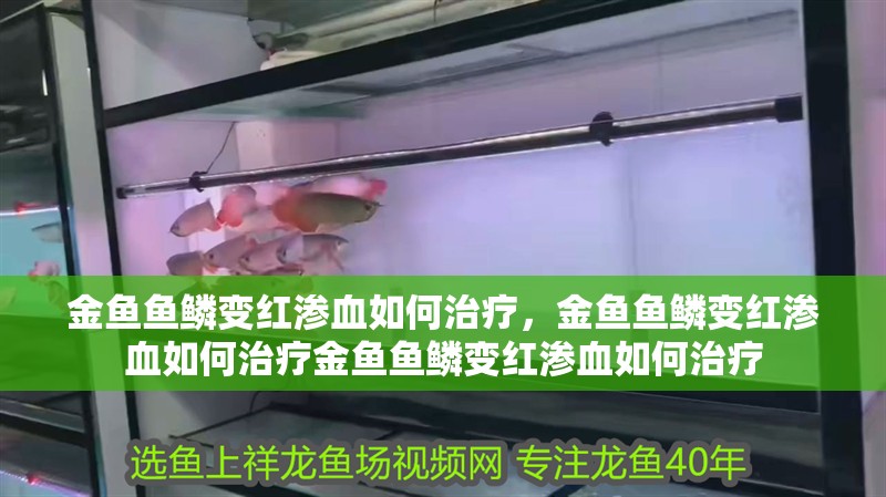 金魚魚鱗變紅滲血如何治療，金魚魚鱗變紅滲血如何治療金魚魚鱗變紅滲血如何治療
