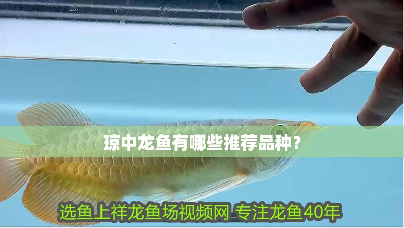 瓊中龍魚有哪些推薦品種？
