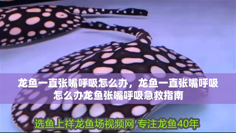 龍魚一直張嘴呼吸怎么辦，龍魚一直張嘴呼吸怎么辦龍魚張嘴呼吸急救指南