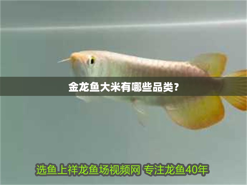 金龍魚大米有哪些品類？