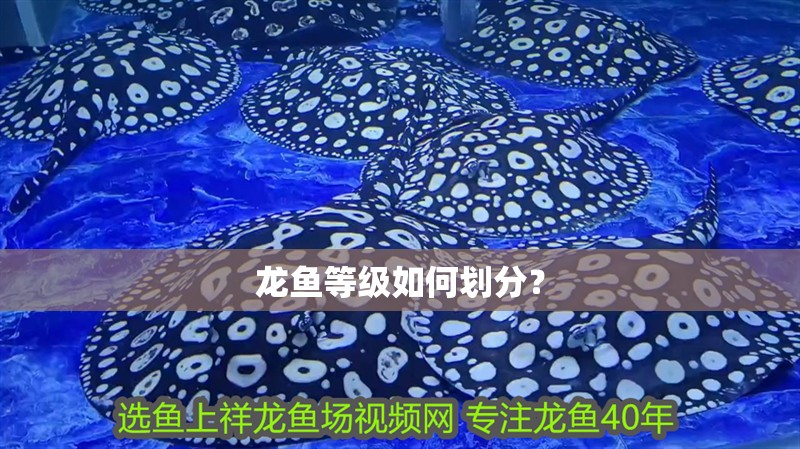 龍魚等級如何劃分？