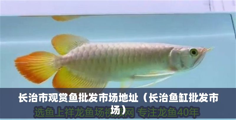 長治市觀賞魚批發市場地址（長治魚缸批發市場）