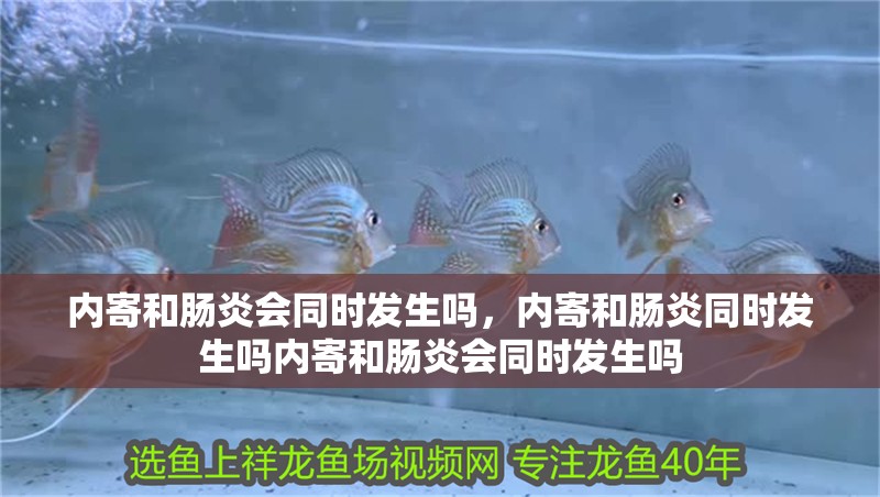內(nèi)寄和腸炎會(huì)同時(shí)發(fā)生嗎，內(nèi)寄和腸炎同時(shí)發(fā)生嗎內(nèi)寄和腸炎會(huì)同時(shí)發(fā)生嗎