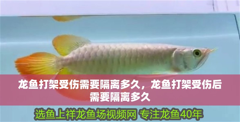 龍魚打架受傷需要隔離多久，龍魚打架受傷后需要隔離多久